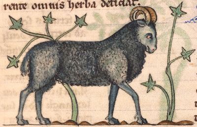 Ram with curled horns