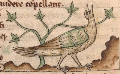 Nightingale singing enthusiatically