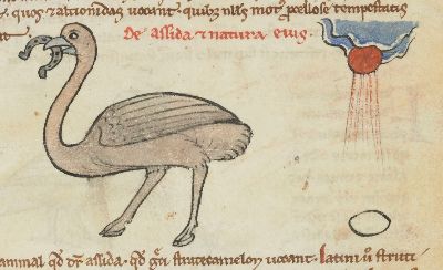 Ostrich eating horseshoe