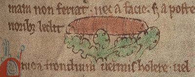 Caterpillar eating folliage