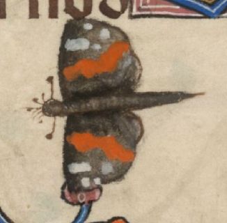 Colorful butterfly