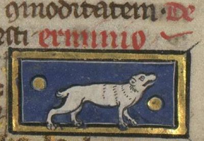 A white ermine