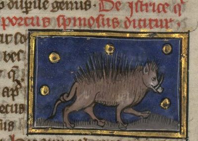 Porcupine as a boar with spines
