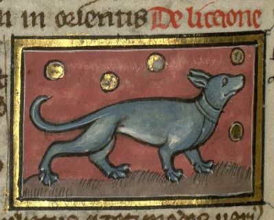 A dog-like lycaon