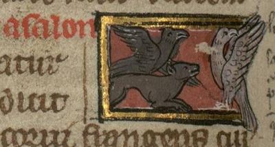 Merlin bird being attacked by a raven and a fox