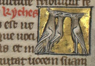 Kyches birds feeding thier parents