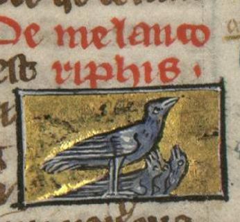 Melancoriphus standing over three chicks