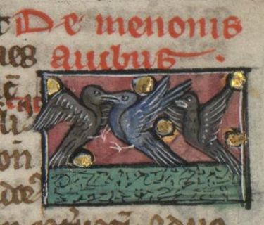 Memnoides birds fighting