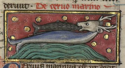 Sea-stag catching a fish