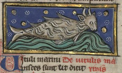 Hairy seal with horns