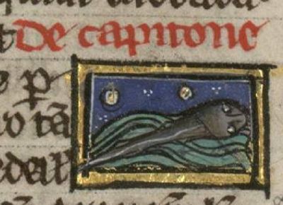 Capito, a small fish with a large head