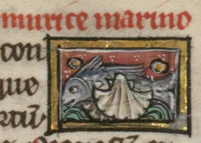 Sea-snail as a fish attached to a shell