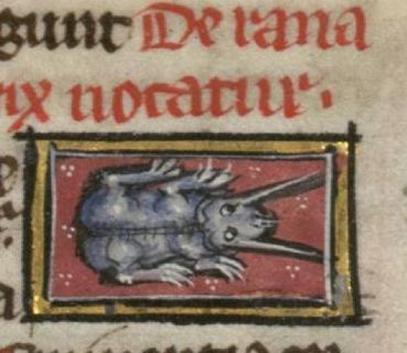 Sea-frog with horns under its eyes