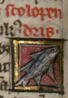 Sea-centipede as a generic multi-finned fish