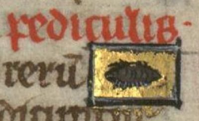 Louse with many feet