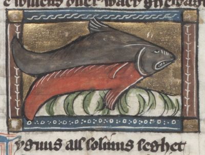 Tuna fish, top black, bottom red