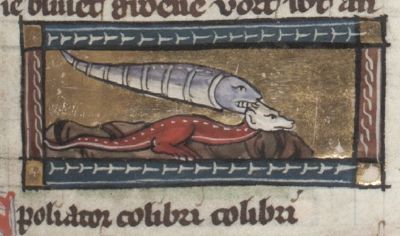 Spoliator colubri attacking a serpent