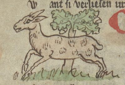 Capreola, probably the roe deer