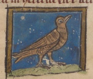 Wood-dove perched on the ground