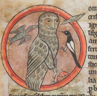Owl harrassed by other birds