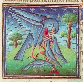 Pelican reviving young